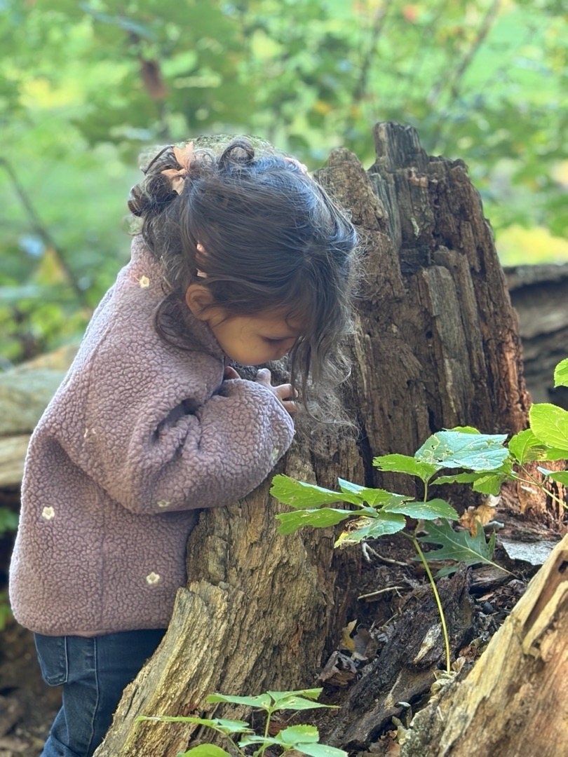 A child leaning in to look closely at an old tree stump